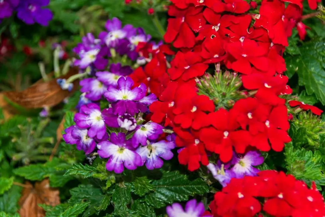 Så får du massor av blommor från hängverbena i sommar illustration