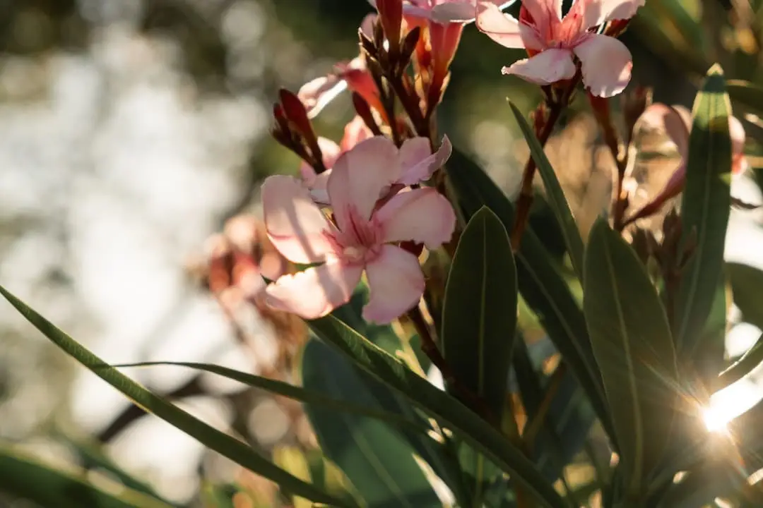Få din Nerium oleander att blomma hela sommaren illustration