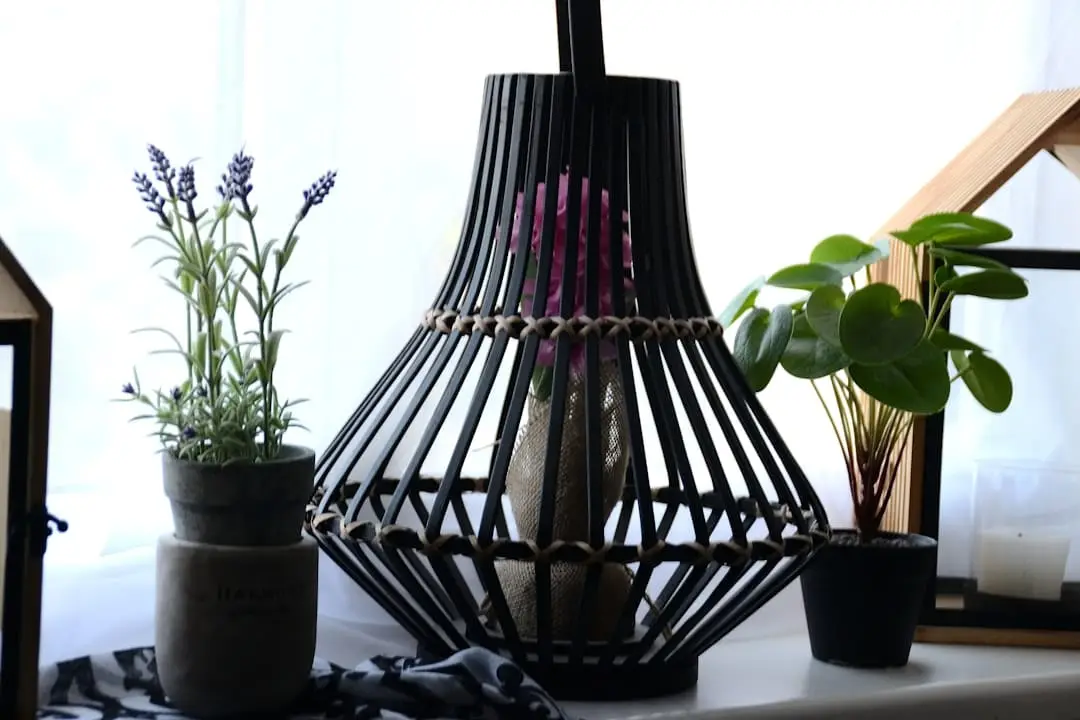 Upptäck varför peperomia blomma blir din nya favorit illustration