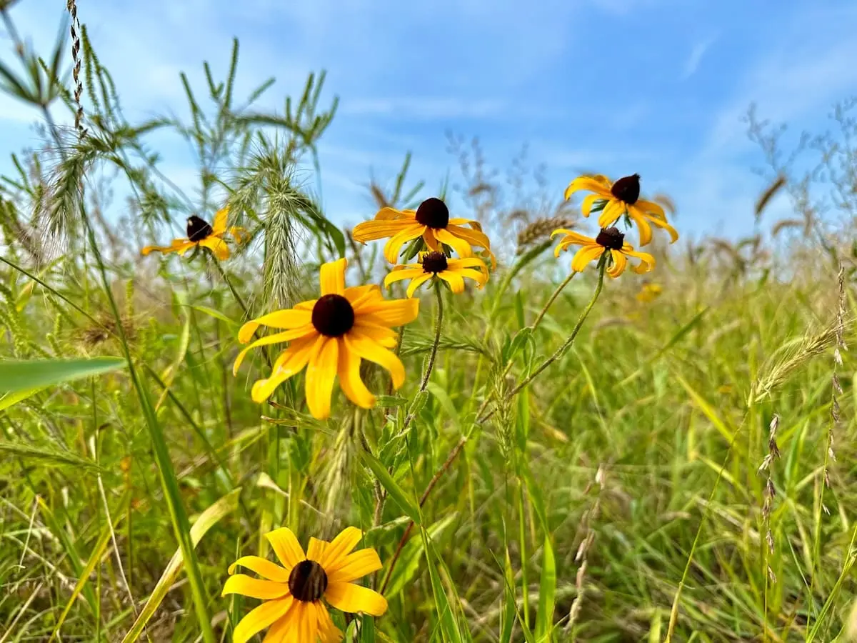 Hemligheterna bakom fantastiska rudbeckia perenn i din trädgård illustration